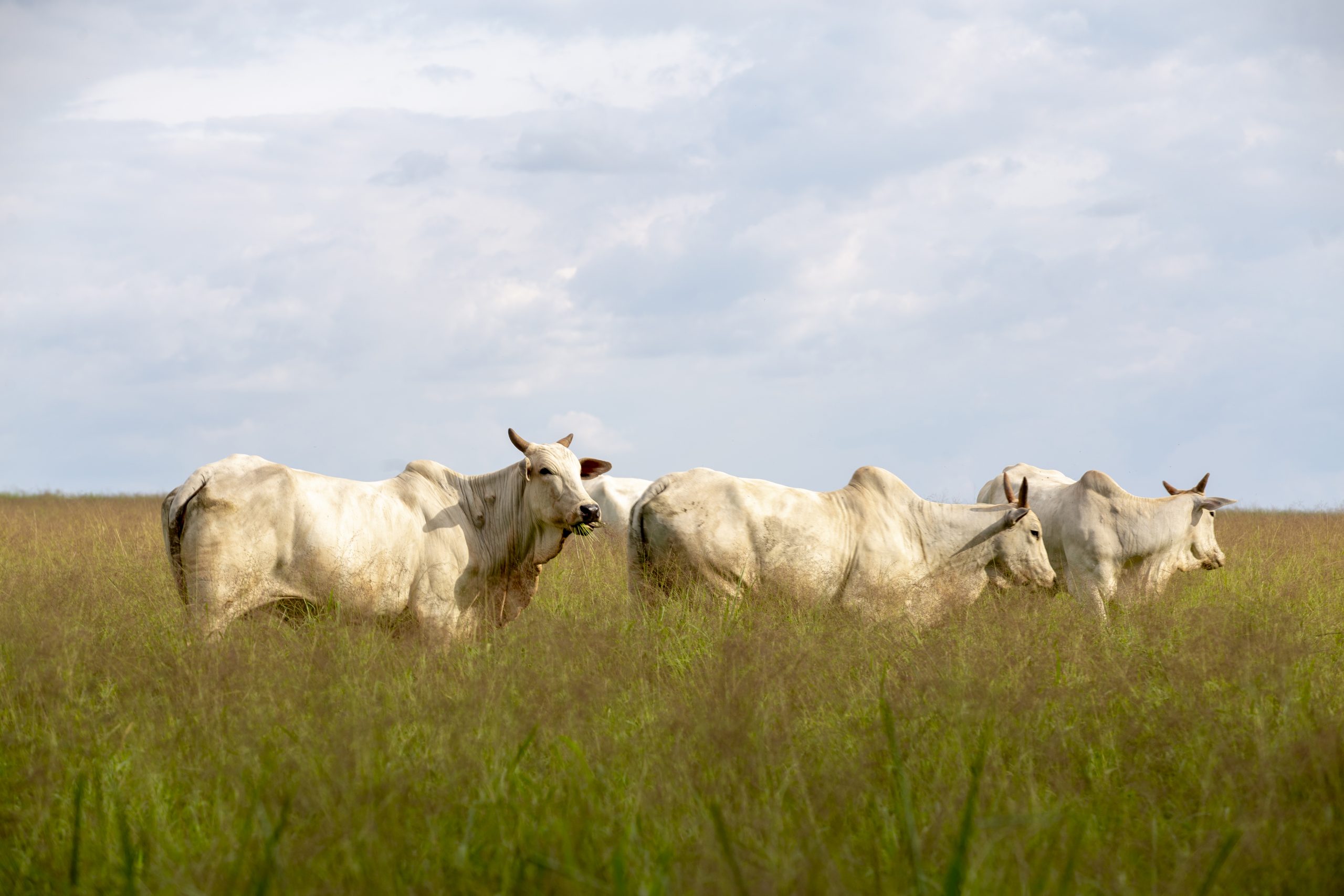 Sistema de pecuária sustentável desenvolvido pela Embrapa mitiga a emissão de carbono nas áreas de pasto.