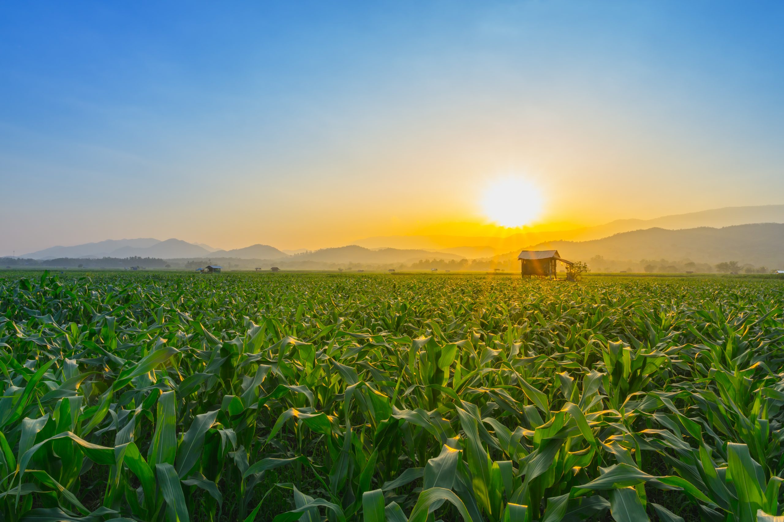 O Poder Agrícola do Brasil: Explorando o Impacto no Comércio Global de Soja, Milho e Algodão na Próxima Década