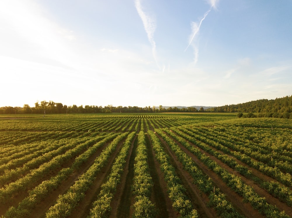 Agricultura Regenerativa: Uma Abordagem Ecológica para Alta Produtividade